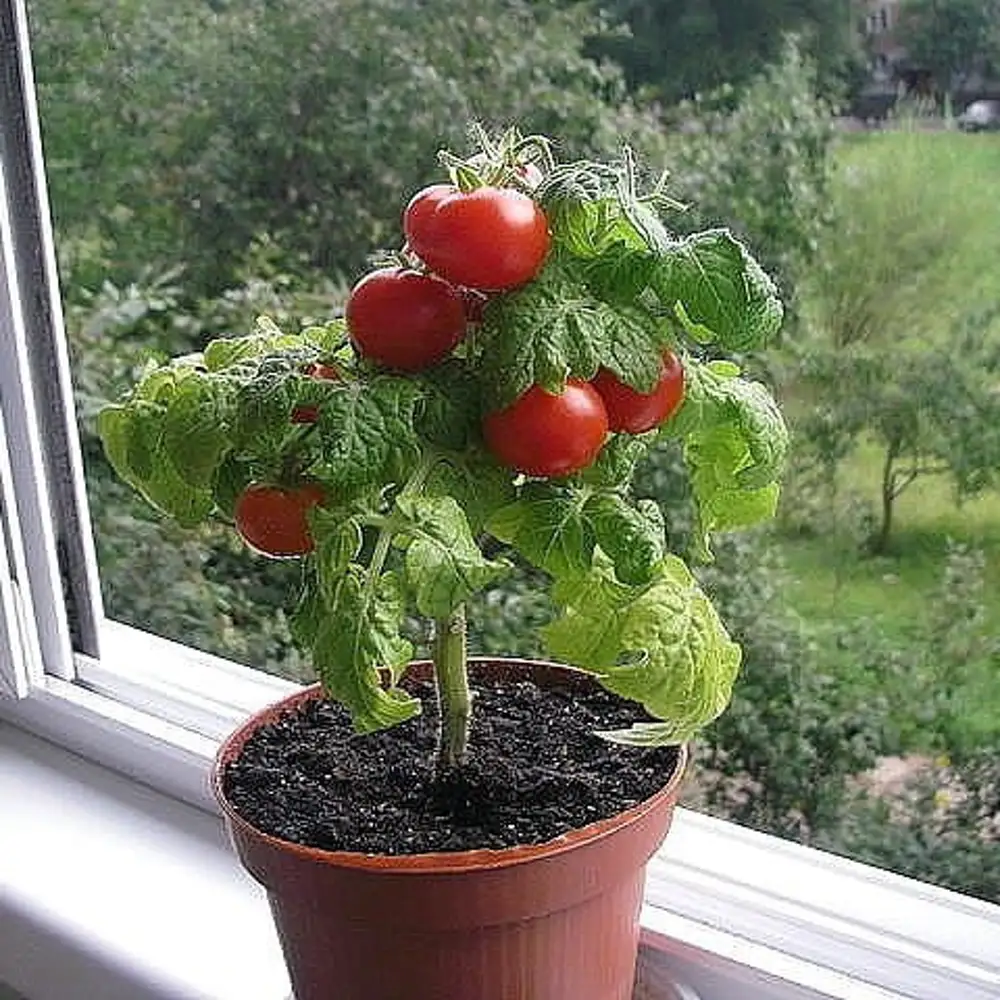 Выращивание помидоров в горшках. Помидоры черри бонсай. Черри балконное чудо. Балконные томаты черри. Томат черри балконное чудо.