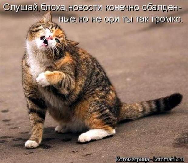 Котоматрицы(картинки с надписями)