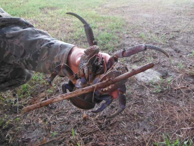 Coconutcrab15 Самый крупный представитель членистоногих, кокосовый краб!