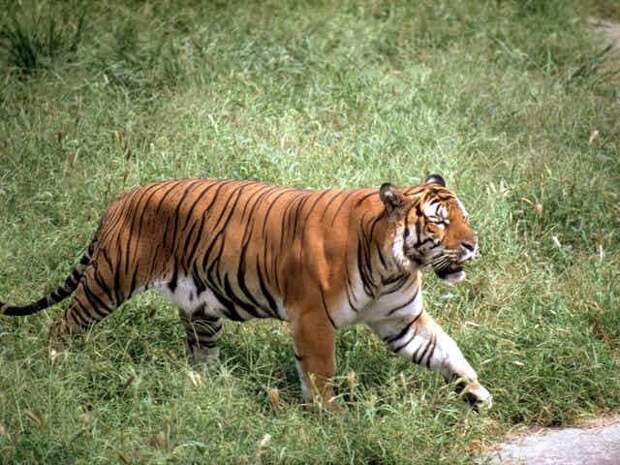 14. Китайский тигр вымирание, животные, мир