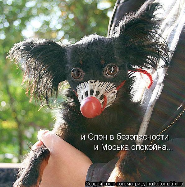 Котоматрица: и Слон в безопасности , и Моська спокойна...