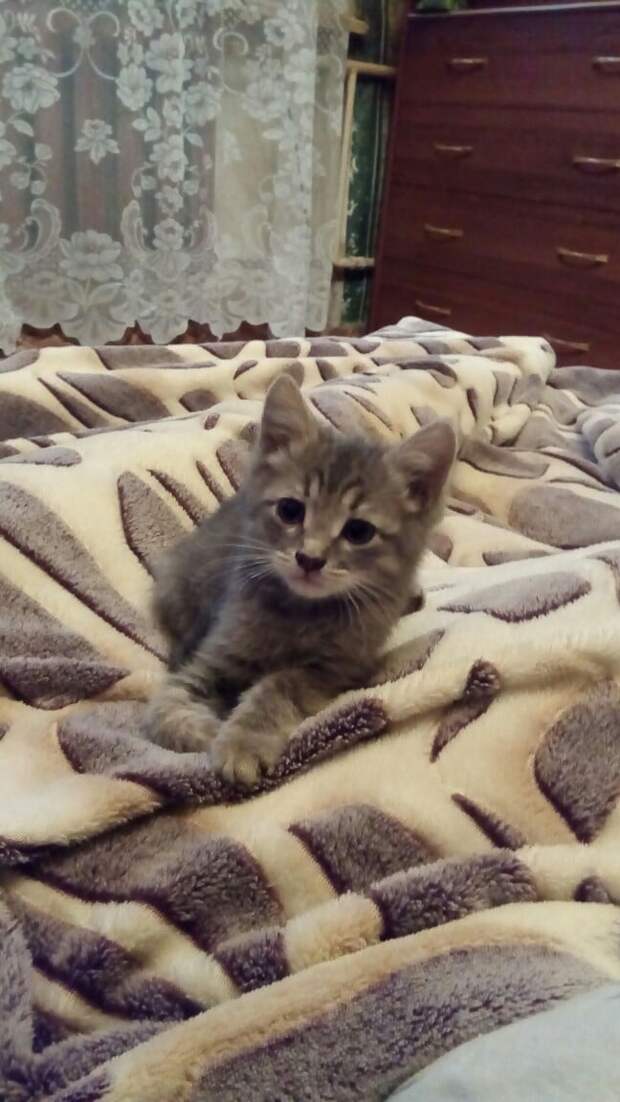котенок на кровати