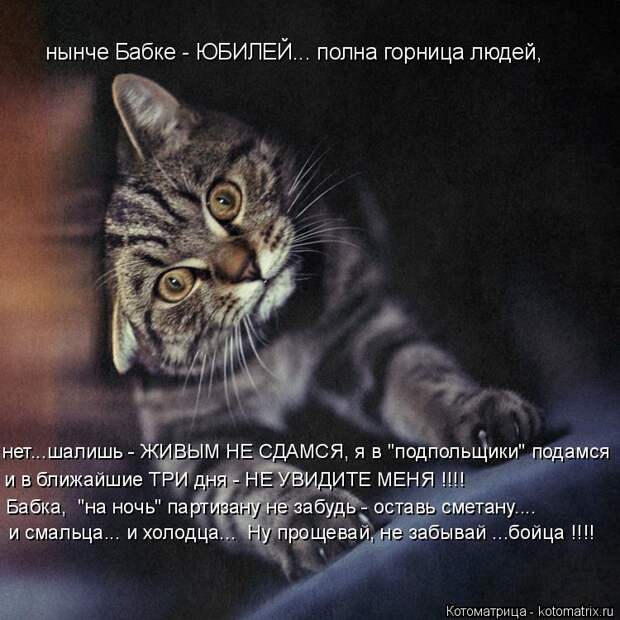 Котоматрица: нынче Бабке - ЮБИЛЕЙ... полна горница людей, нет...шалишь - ЖИВЫМ НЕ СДАМСЯ, я в "подпольщики" подамся и в ближайшие ТРИ дня - НЕ УВИДИТЕ МЕНЯ !!!! Б