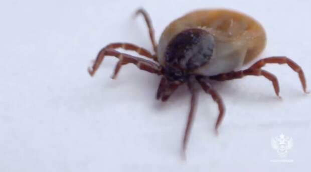 Клещи "набросились" на 125 петербуржцев за неделю