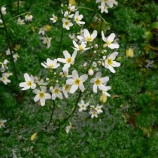 Турча болотная (Hottonia palustris)