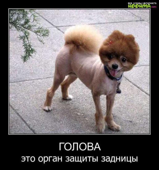 Смешные демотиваторы