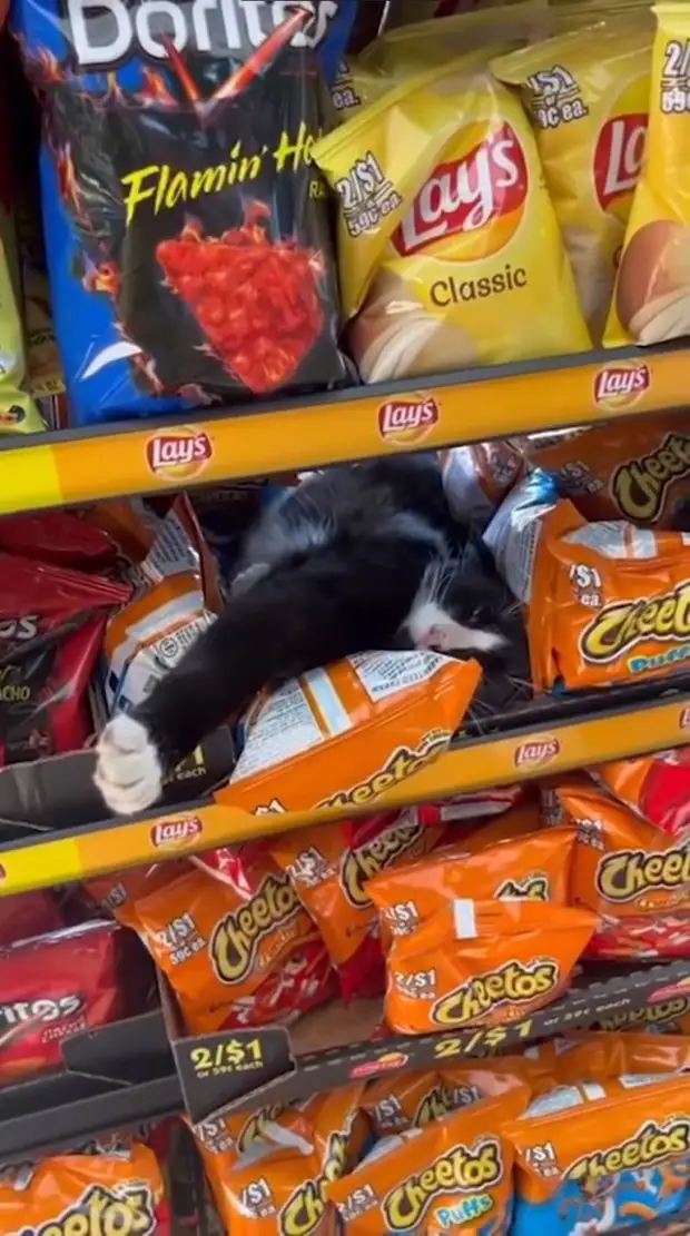 Подборка приколов (32 шт)