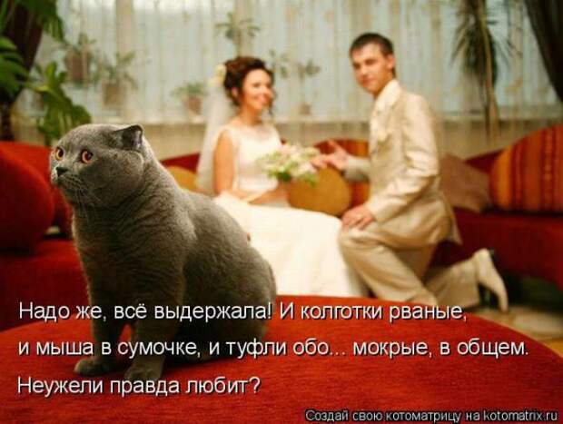 Котоматрицы(картинки с надписями)