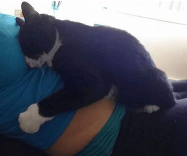 кошка полюбила младенца еще до рождения