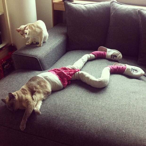 koshkavkolgotkax 7 Мем: Кошка в колготках
