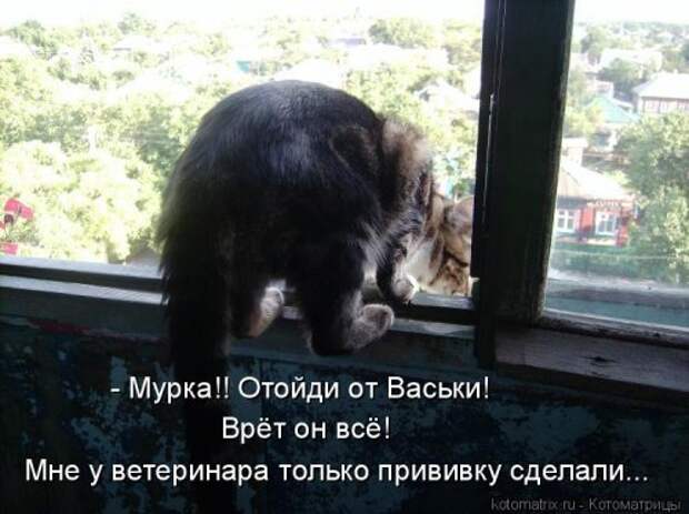 Лучшая котоматрица за неделю (31 шт)