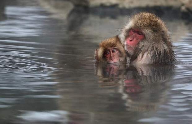 Джигокудани - парк снежных обезьян, Япония. Фото