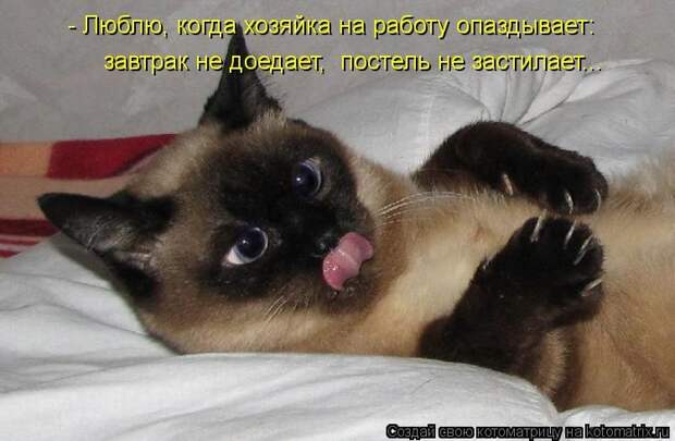 Просто котики коты, юмор