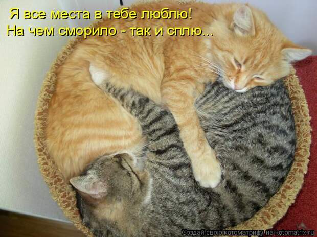 Котоматрица: Я все места в тебе люблю! На чем сморило - так и сплю...