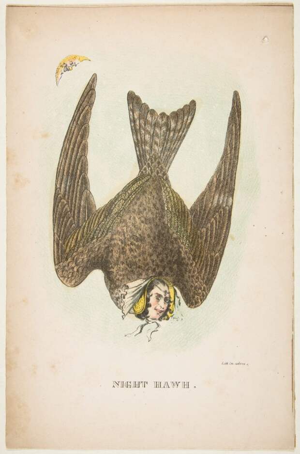 natural-history-of-the-human-race-night-hawk--768x1161.jpg natural-history-of-the-human-race-night-hawk--768x1161.jpg