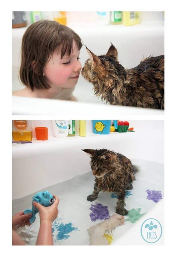 коты обожающие воду