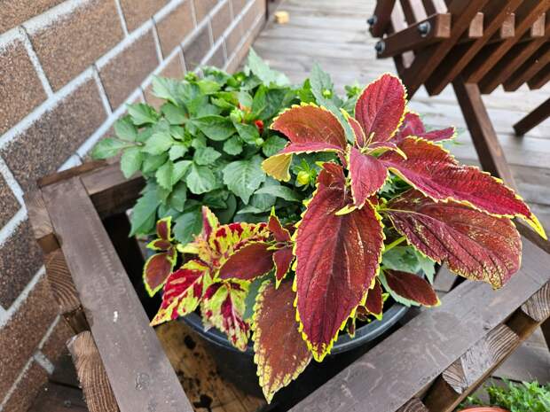 Композиции с колеусами советую - сами видите, что смотрятся здорово