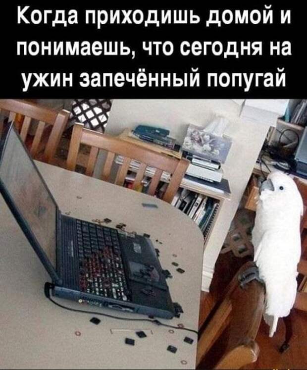 Прикольные до слез свежие мемы (пятница)