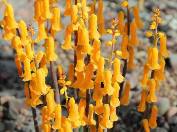 Лашеналия алоэвидная, или лахеналия алоэвидная (Lachenalia aloides)