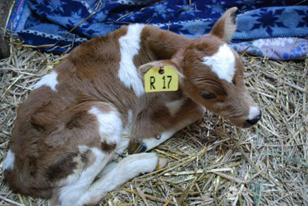 tiny-rescued-auction-calf-blitzen-11