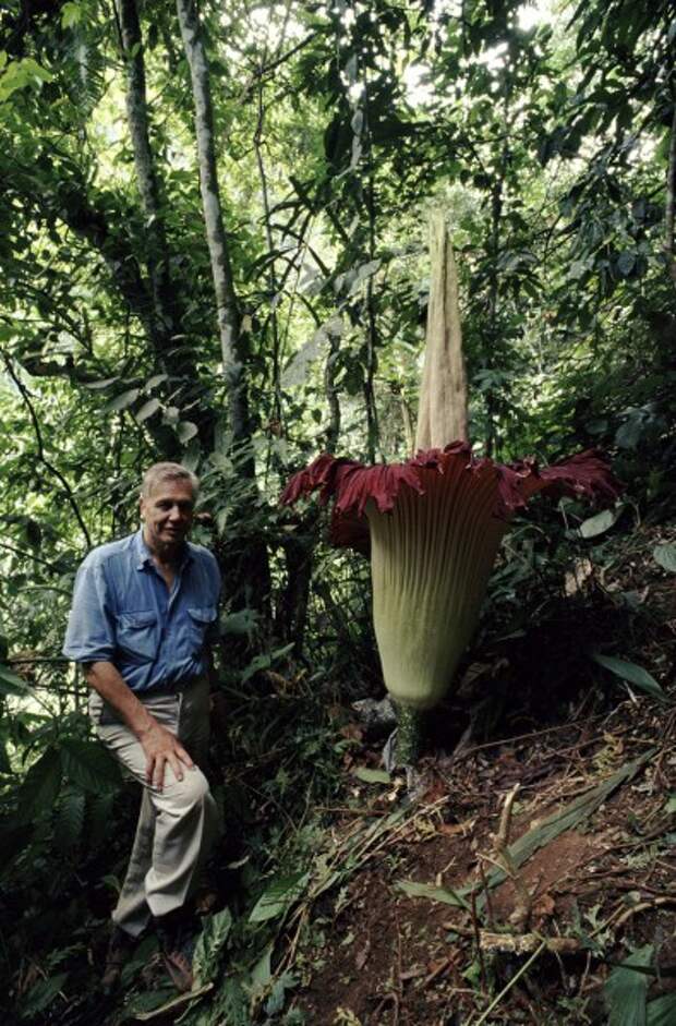 corpseflower