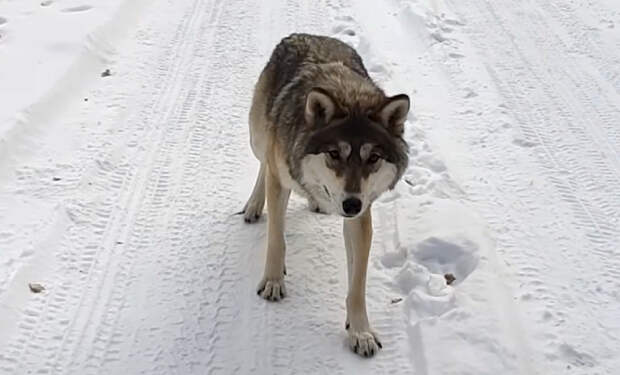 Дальнобойщик заметил на обочине зимней трассы волка и решил покормить. Видео