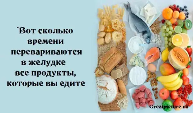 Сколько переваривается пища - таблица времени переваривания продуктов