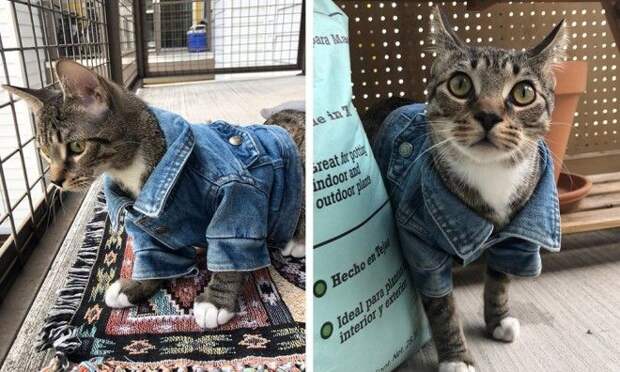 17 случаев когда люди использовали фотокамеру во имя самого святого котов
