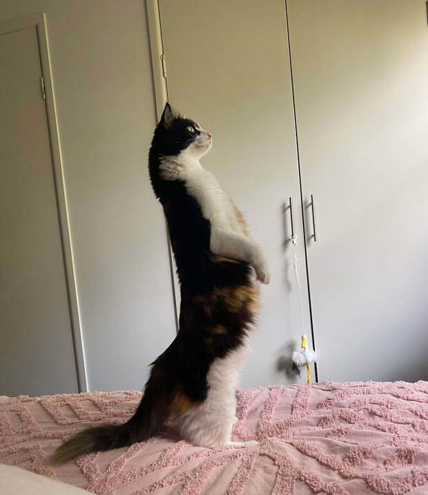 Котики, с которыми происходит что-то непонятное