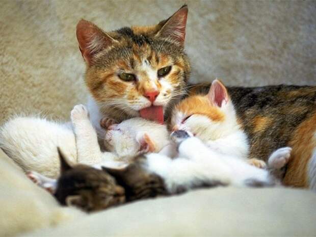 Коты,кошки,котята...