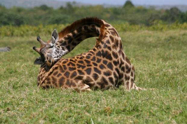 Как спят жирафы  (фото).  Сколько и где спит жираф