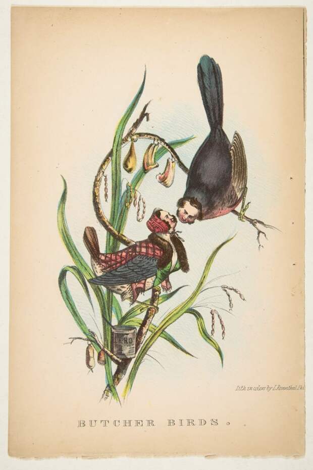 natural-history-of-the-human-race-butcher-bird-768x1152.jpg natural-history-of-the-human-race-butcher-bird-768x1152.jpg