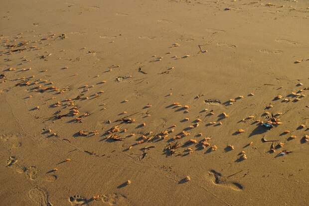 Тысячи странных существ вышли на пляж в Калифорнии пляж, существо