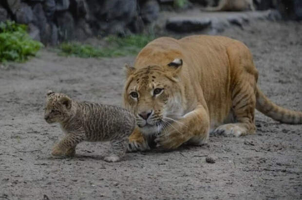 Лилигрята в Новосибирском зоопарке: дети льва и лигрицы