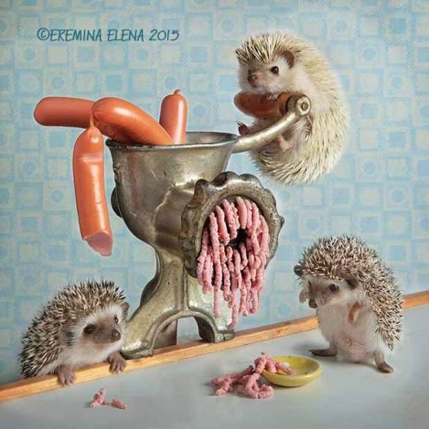 Тайная жизнь домашних ежиков Тайная жизнь домашних ежиков