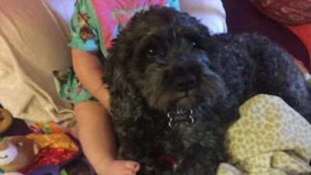 img-Firefighters-family-dog-save-girl-from-house-fire6