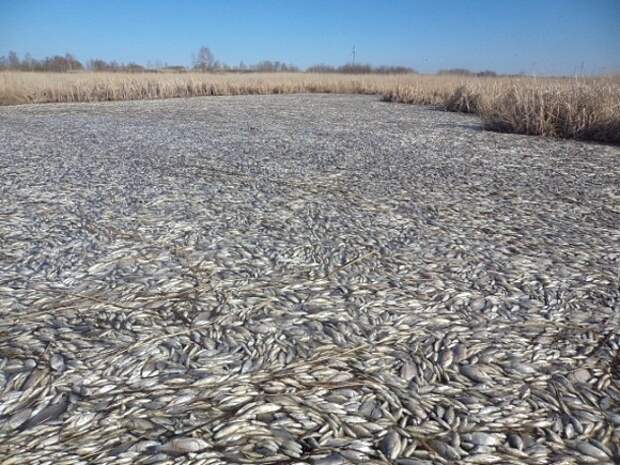 Массовая гибель рыбы произошла в озере Кунашак в Челябинской области