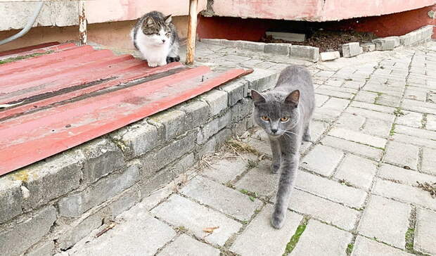 Под Белгородом на нескольких улицах ввели карантин из-за бешенства у кошки
