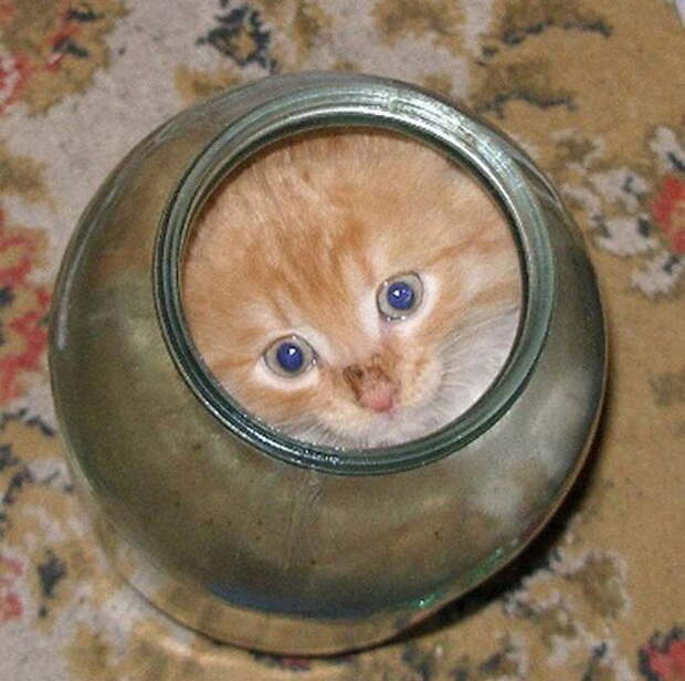 Коты в жидкой форме