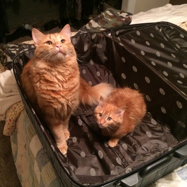 кот воспитывает котенка который на него похож 
