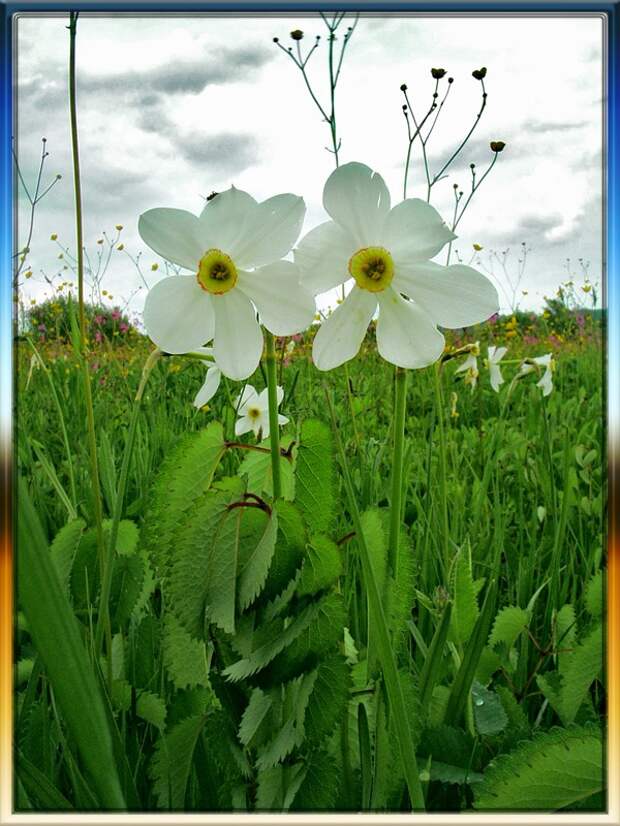 долина нарциссов