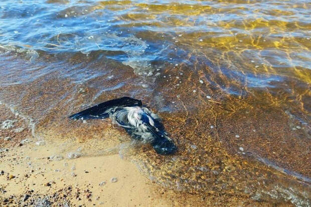 Осторожно, новости: в Финском заливе нашли следы нефтепродуктов