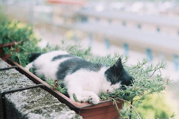 Коты-флористы. Фото