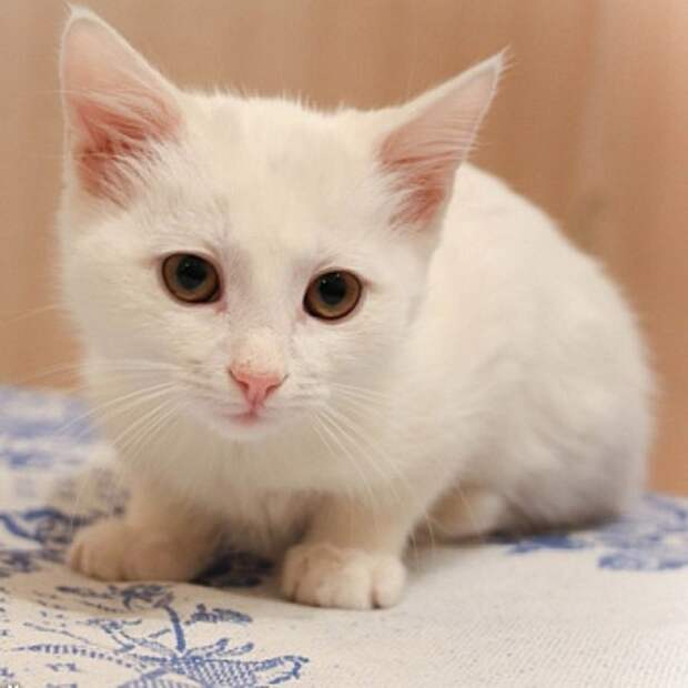 котенок