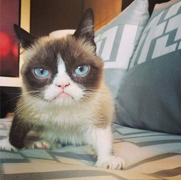 кошка