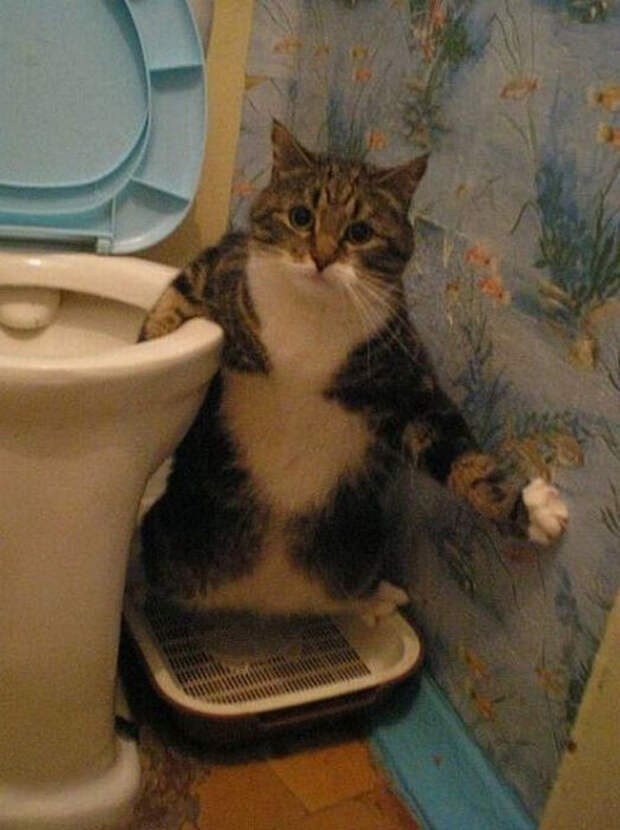 kotofoto24 kotofoto24 Котофото, сделанные в нужный момент