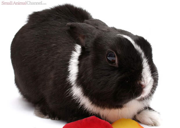 Rabbit