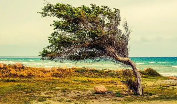 Ломающий деревья штормовой ветер поднимется в Ростовской области
