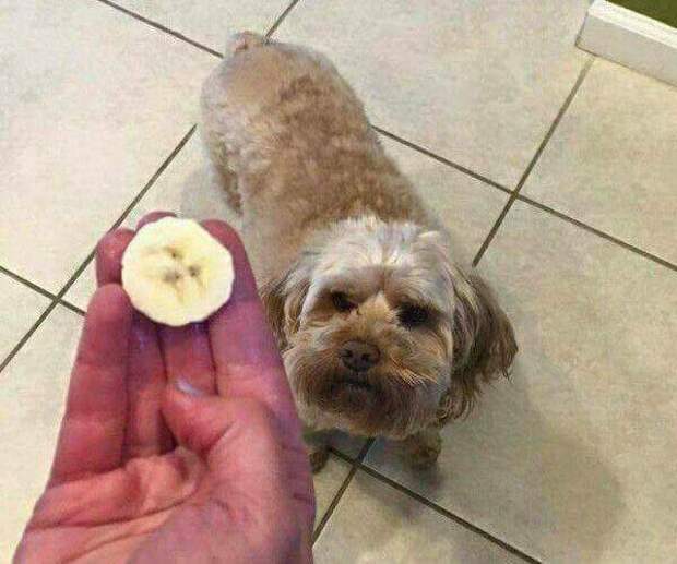 В прошлой жизни эта собака была бананом