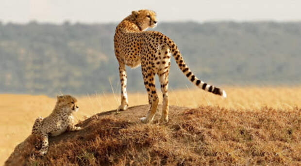 Интересные факты о гепардах – INFOnotes